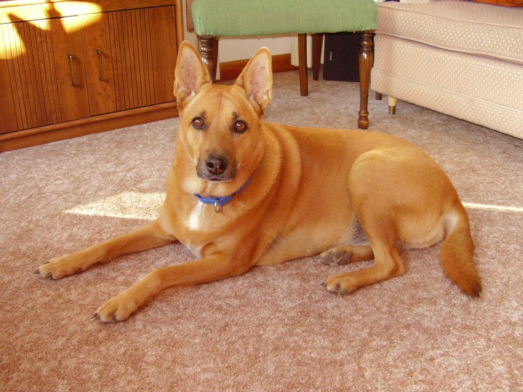 Каролинская овчарка