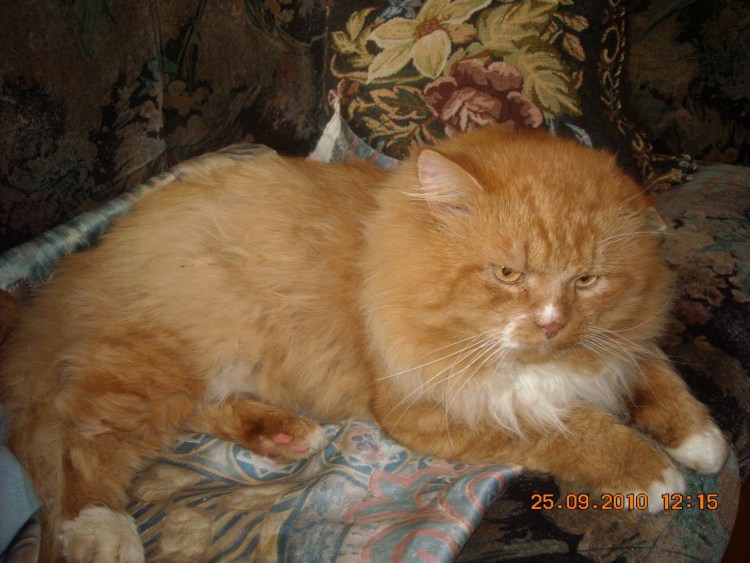 Белые пушистые коты