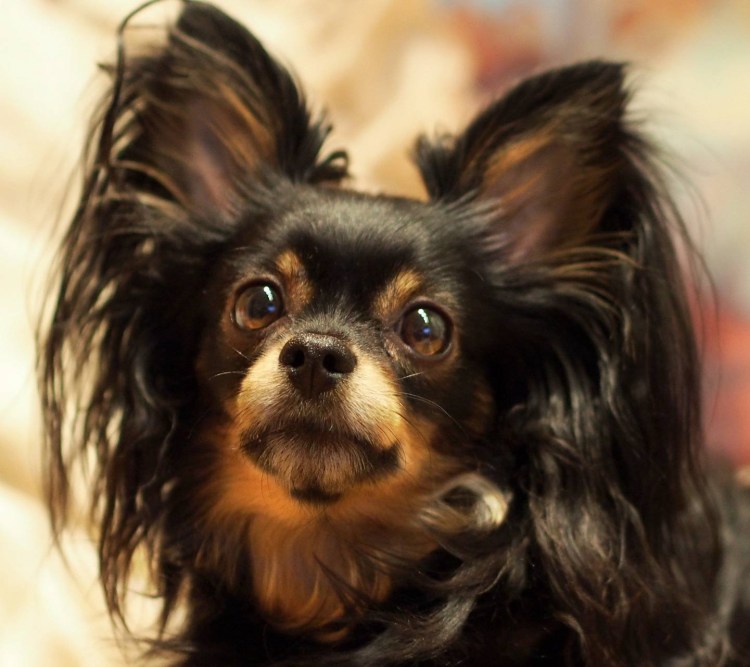 Терьер Ушастый