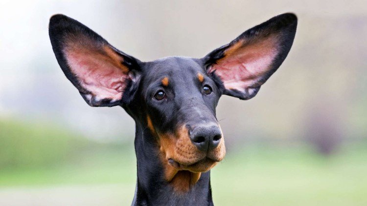 Доберман с некупированными ушами