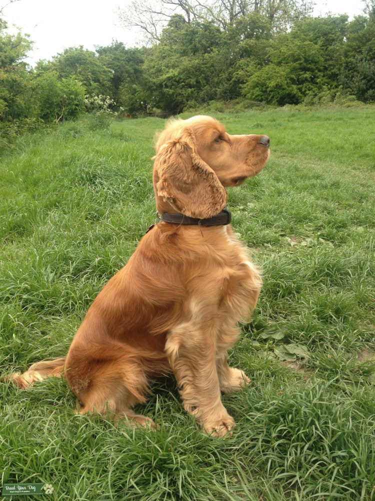 Английский кокерспанмель