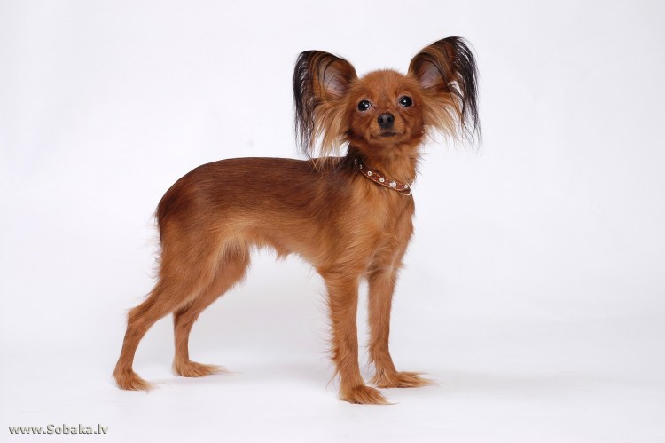 Русский той терьер длинношерстный