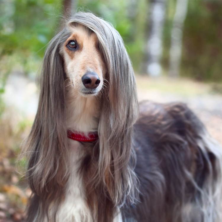 Афганская борзая нерасчесанная