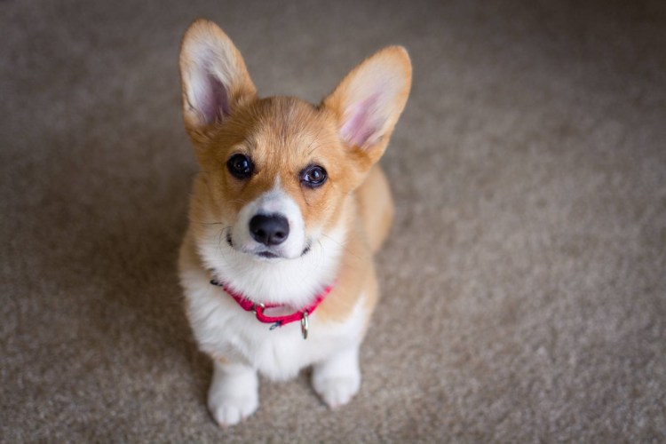 Корги Флафика