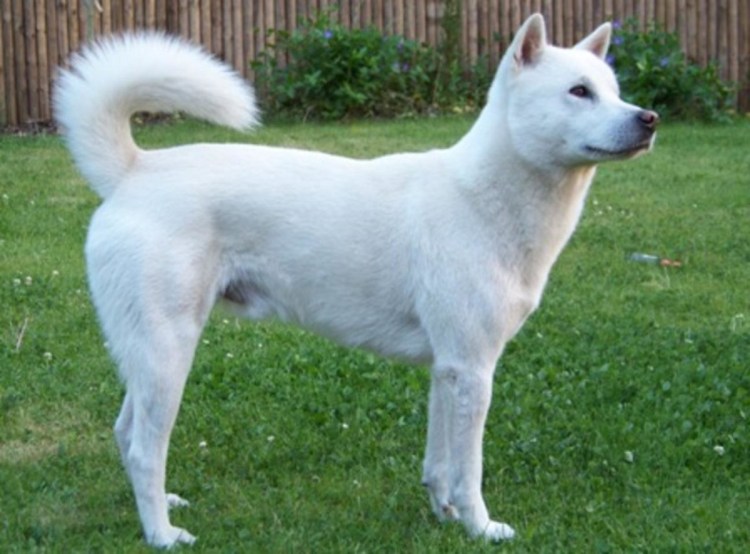 Кишу-ину порода