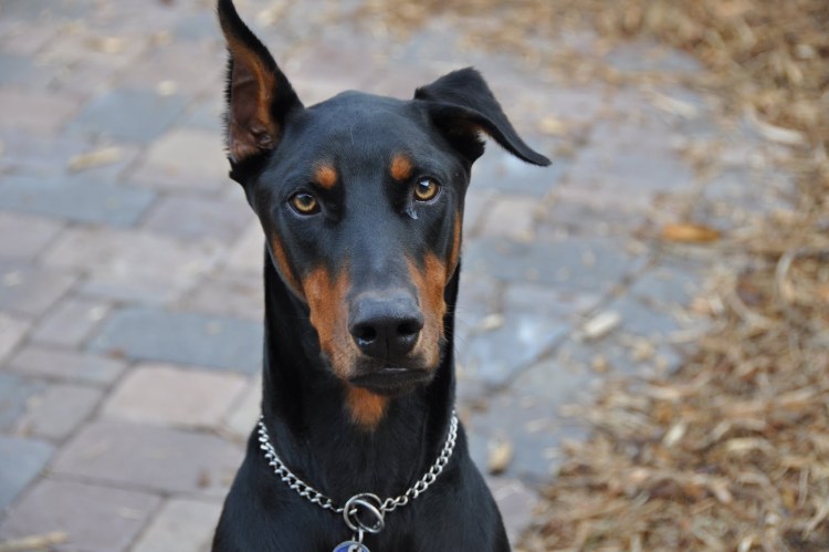 Доберман Владека Рошины