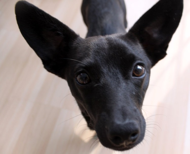 Черная ушастая собака