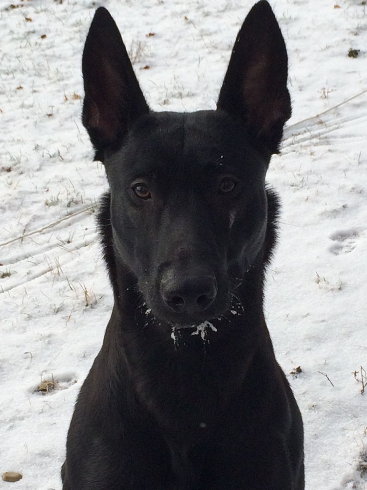 Бельгийская овчарка малинуа черная