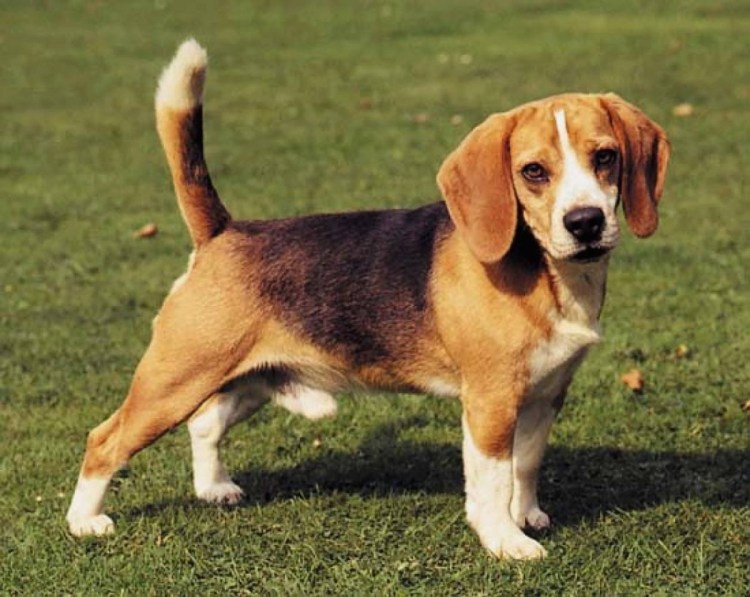 Beagle гончая