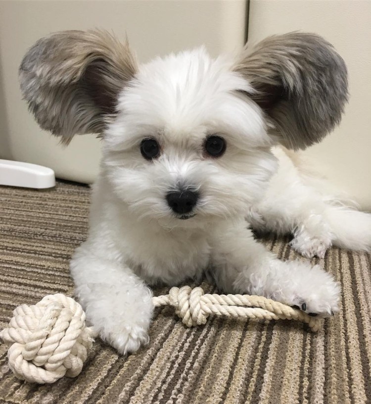 Болонка Папильон