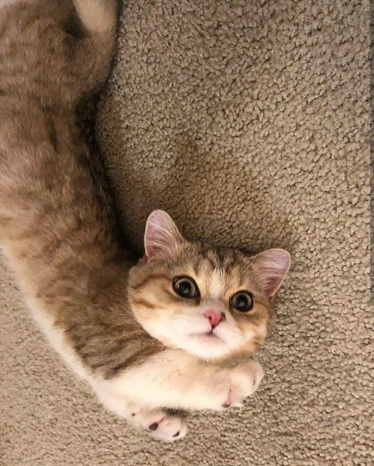 Коты Манчкин