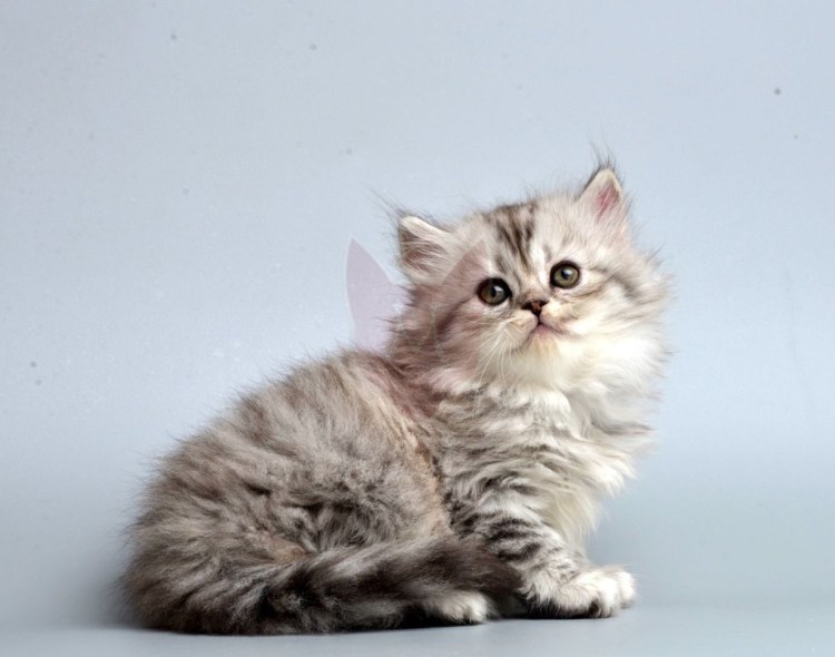 Порода Наполеон Менуэт