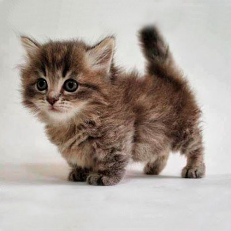 Карликовые кошки Манчкин