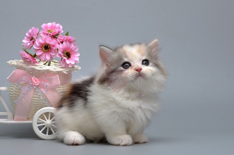 Карликовые кошки Манчкин