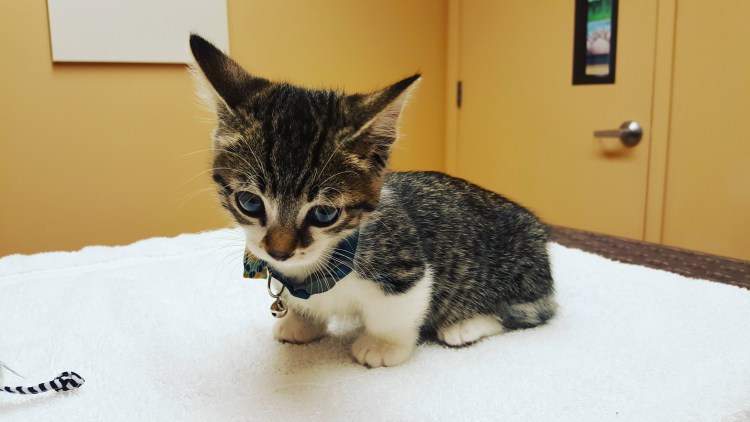 Манчкин (порода кошек)