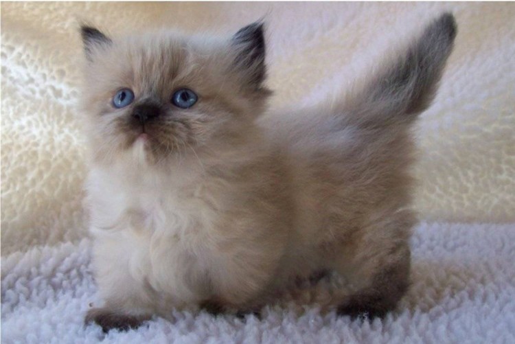 Карликовые кошки Манчкин