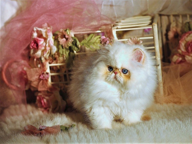 Котята породы Наполеон