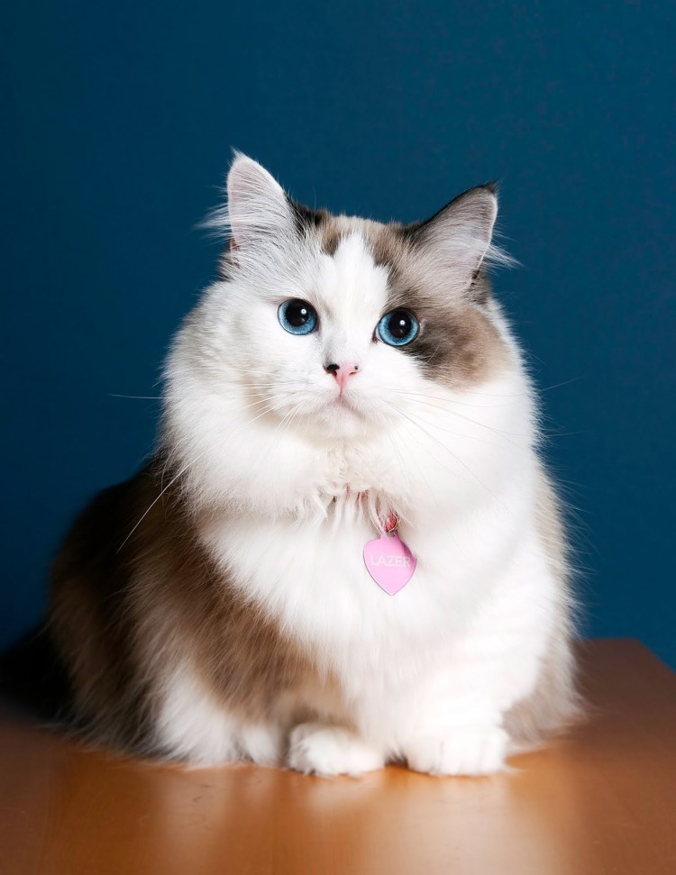 Рэгдолл Манчкин кошка