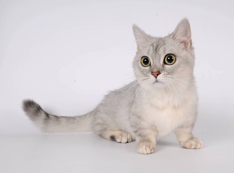Манчкин порода кошек белый