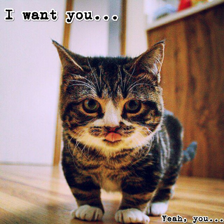 Низкорослые коты