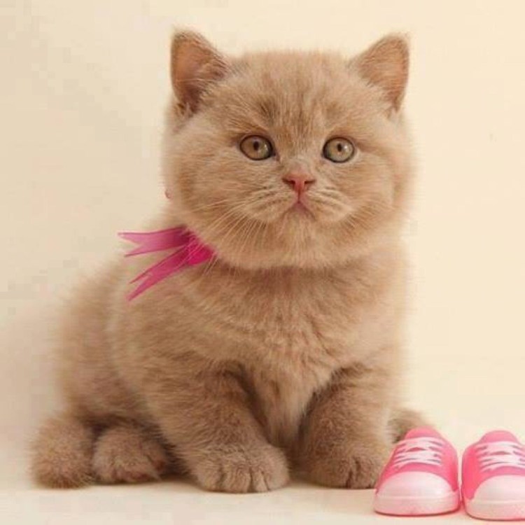 Карликовый британец кот