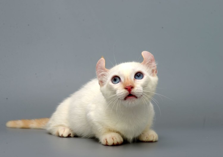 Манчкин кинкалоу