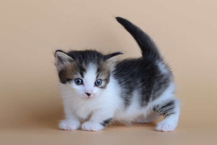 Котята породы Манчкин