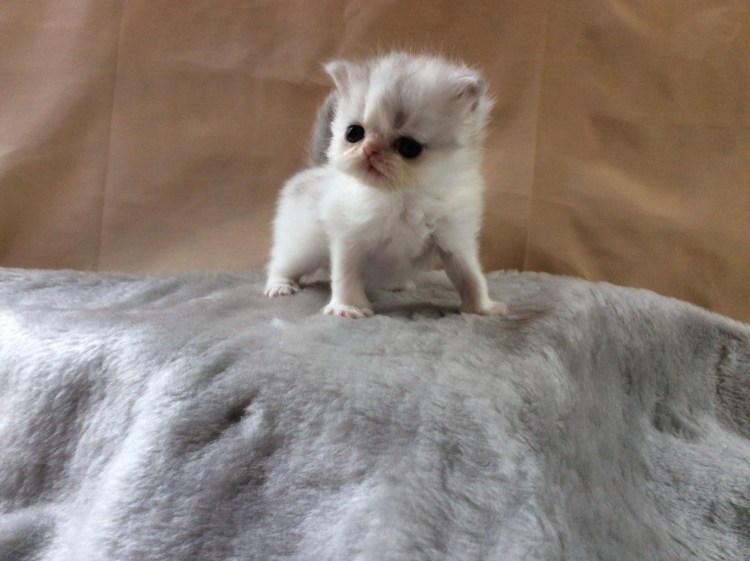 Карликовые котята порода