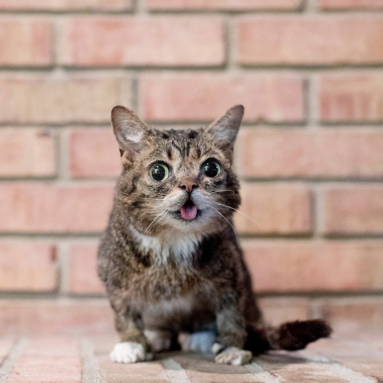 Карликовые кошки