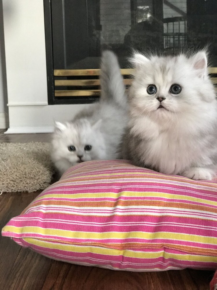 Карликовые породы кошек