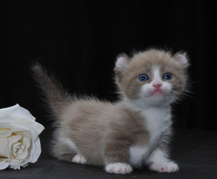 Кошка бенгал карликовый