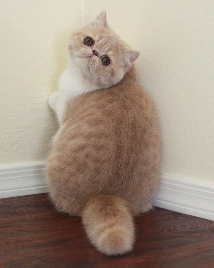 Кот Манчкин экзот вислоухий