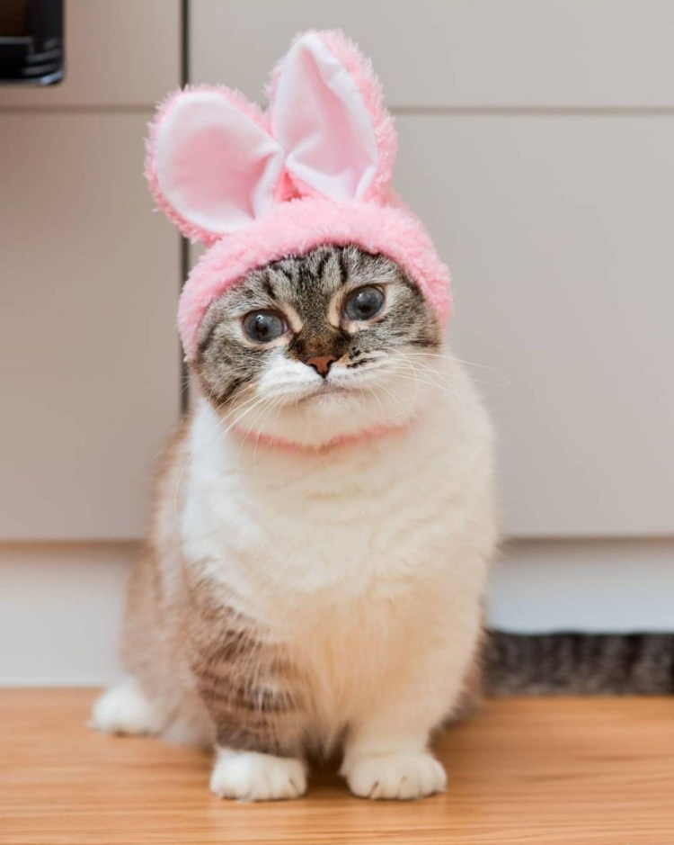 Коротконогие кошки Манчкин