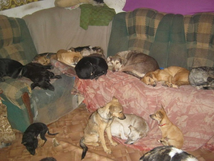 Много собак в квартире