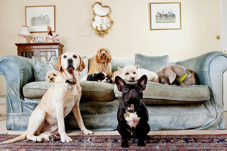 Домашние животные для квартиры