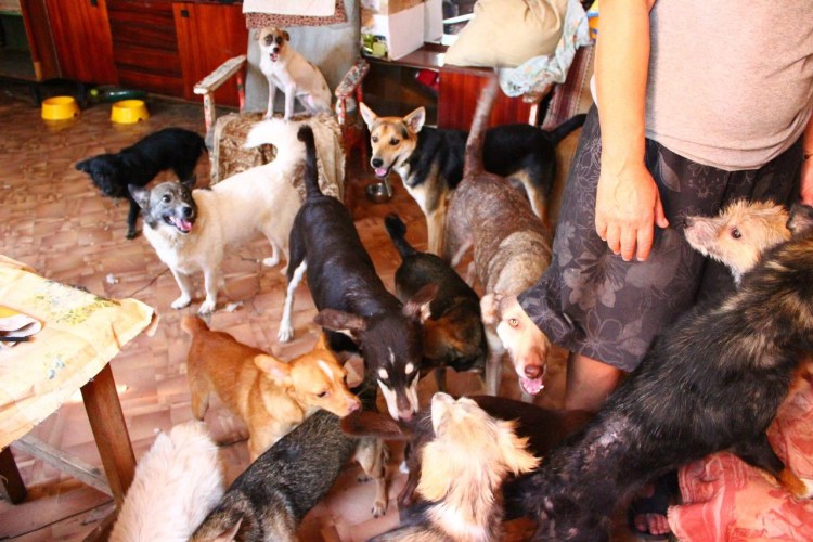 Много собак в квартире