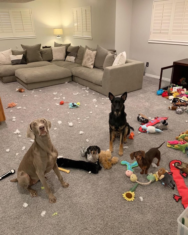 Домашние животные в доме