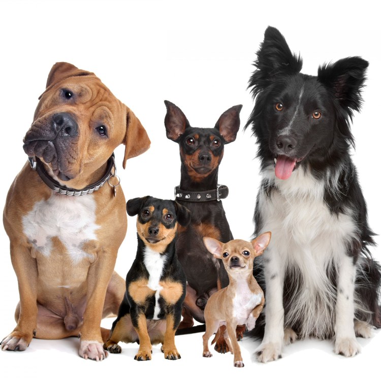 Разнообразие пород собак