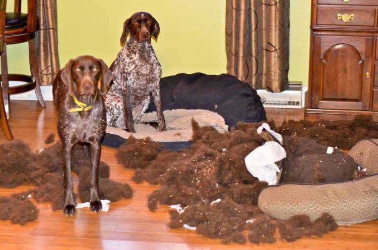 Собака одна дома