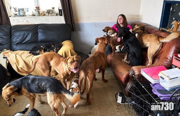 Много собак в квартире