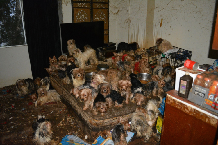 Патологическое накопительство животных