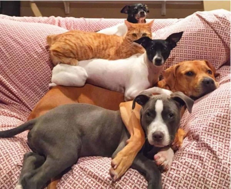 Много кошек и собак