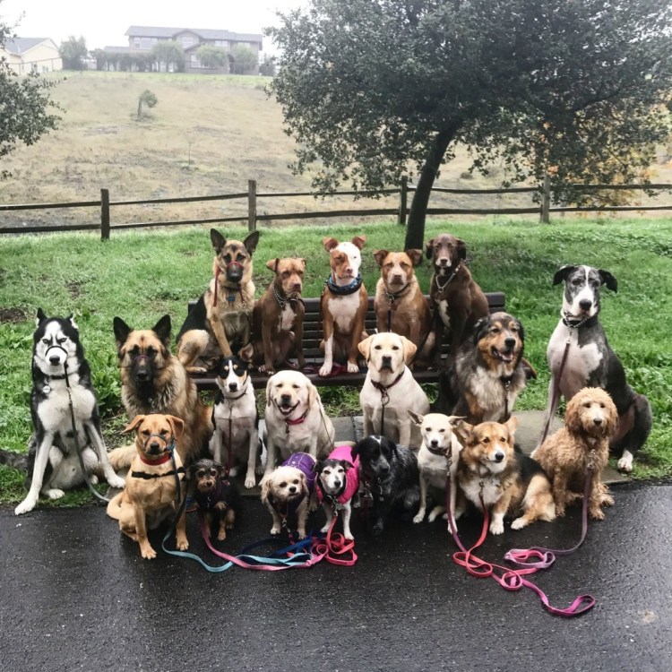 Много много собак