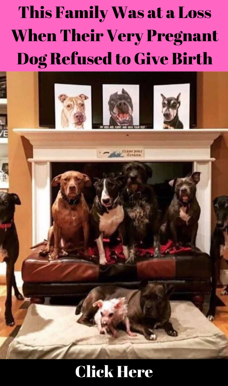 Много собак в квартире