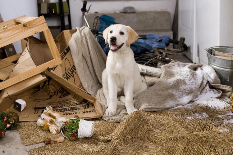 Марли и я дом