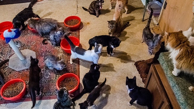 Много кошек в квартире