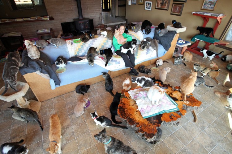 Куча кошек в квартире