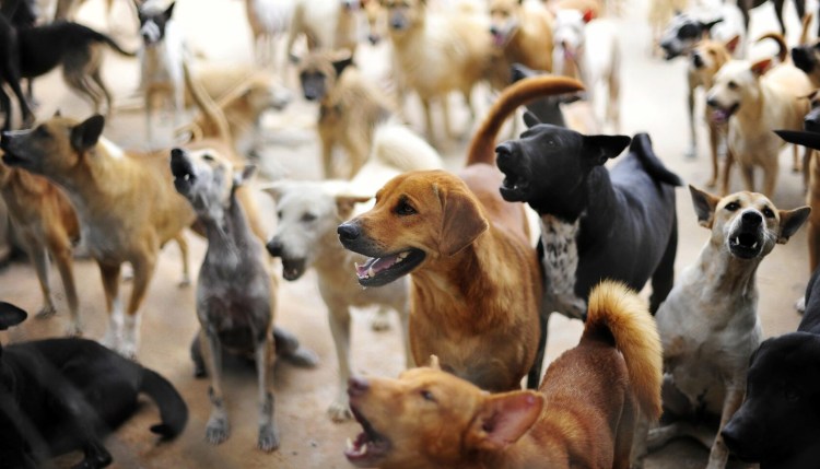 Толпа собак
