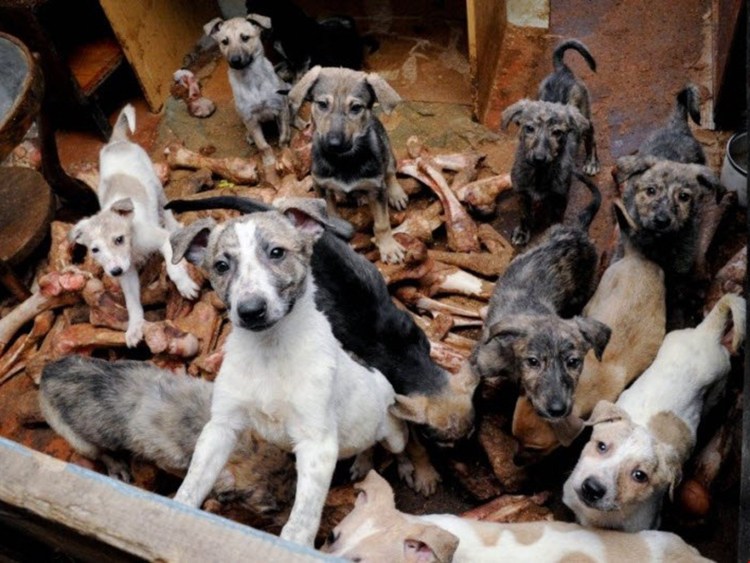 Много собак в доме