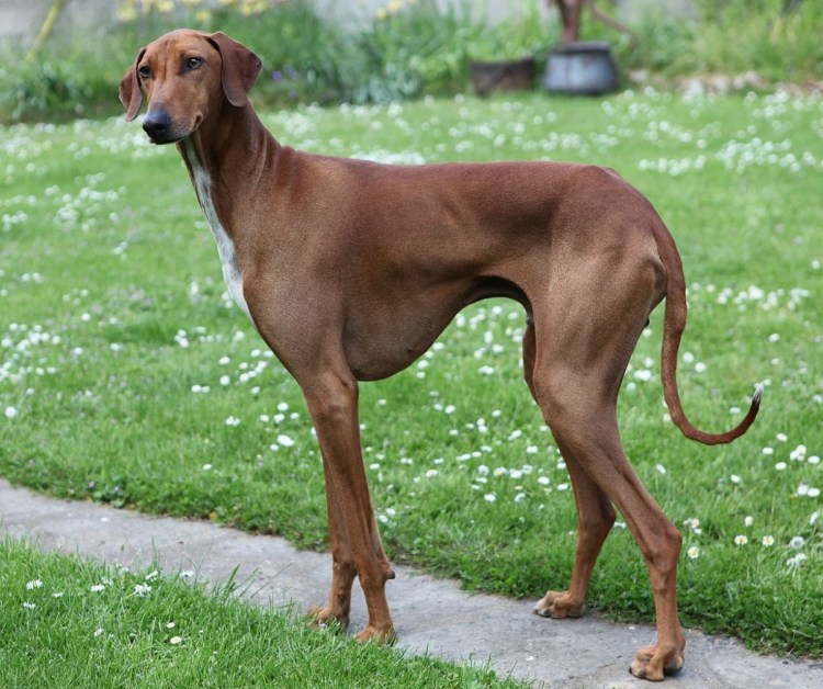 Порода борзых Азавак